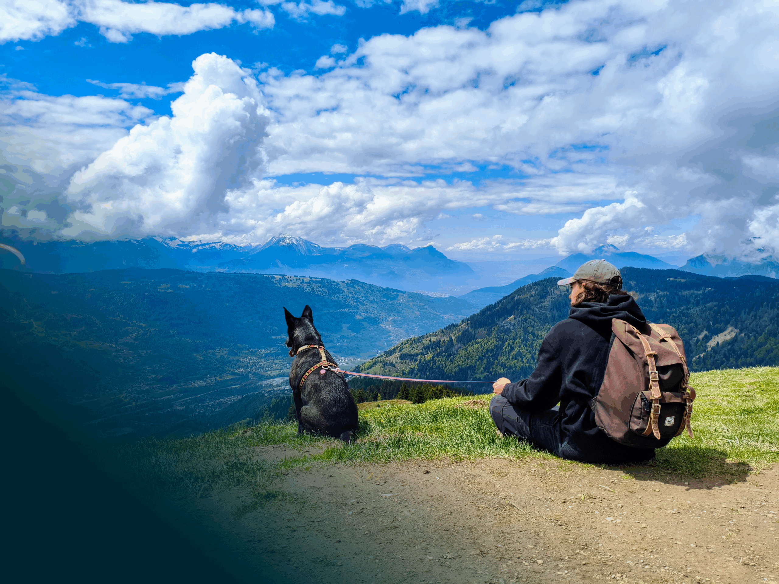 educateur canin comportementaliste
éducation canine et féline
chats
chiens