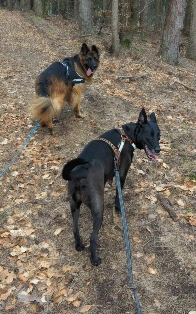 educateur canin comportementaliste 
éducation canine et féline
chats 
chiens
balade forêt
balades éducatives