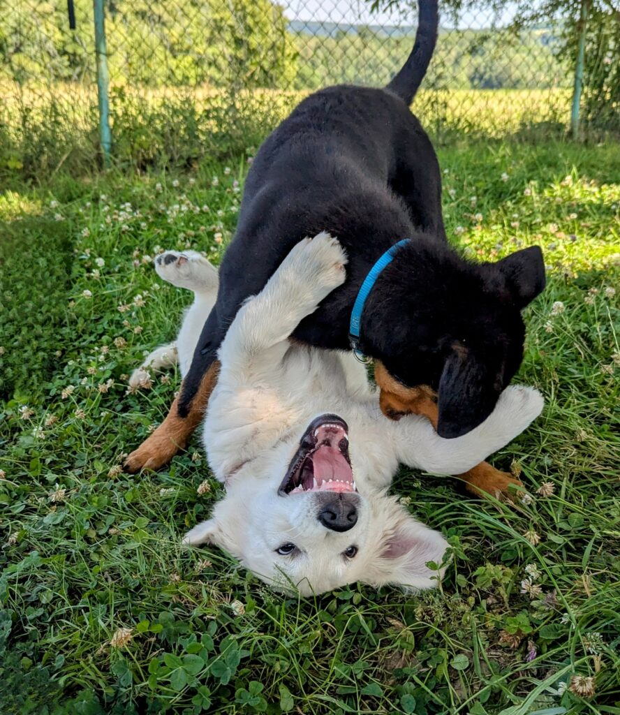 educateur canin comportementaliste 
éducation canine et féline
chats 
chiens
chiots
rottweiler
golden retriever