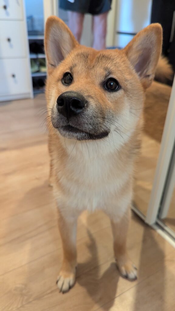 shiba inu
educateur canin comportementaliste 
éducation canine et féline
chats 
chiens
bilan 
comportemental