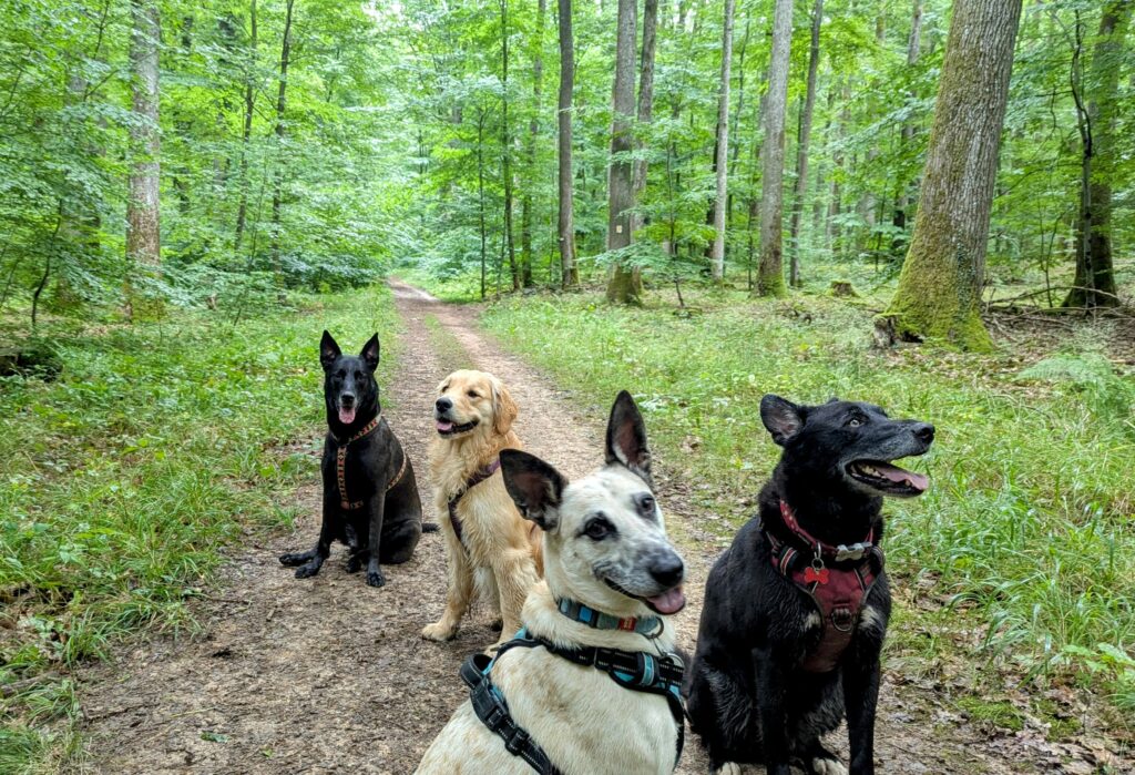 educateur canin comportementaliste 
éducation canine et féline
chats 
chiens
dogs
hike